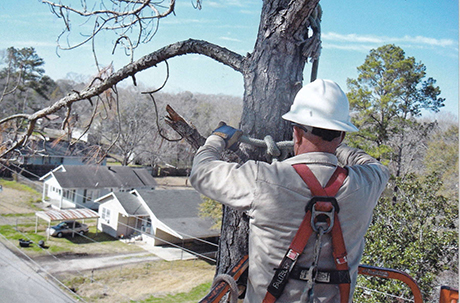 DSTS TREE Top Work 2