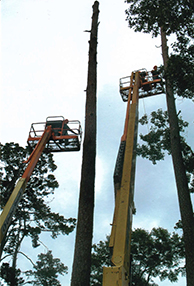 DSTS TREE Top Work 8