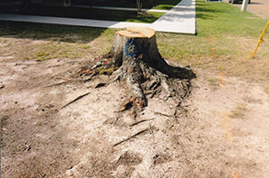 DavidSmithTreeServices Stump Grind 08 AA