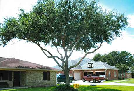 DavidSmithTreeServices TREE Pruning 1 After