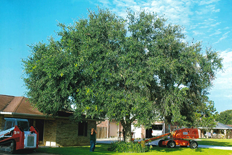 DavidSmithTreeServices TREE Pruning 1 Before