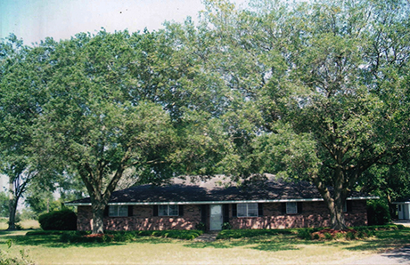 DavidSmithTreeServices TREE Pruning 2 Before